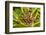 Northern hairy wood ant workers 'milking' aphids for honeydew-Alex Hyde-Framed Photographic Print