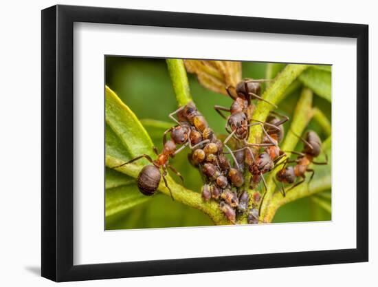 Northern hairy wood ant workers 'milking' aphids for honeydew-Alex Hyde-Framed Photographic Print