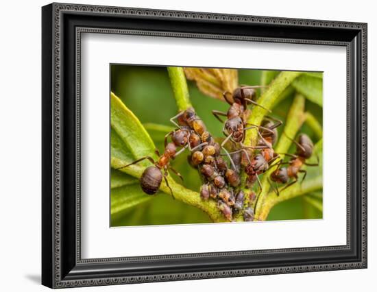 Northern hairy wood ant workers 'milking' aphids for honeydew-Alex Hyde-Framed Photographic Print