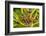 Northern hairy wood ant workers 'milking' aphids for honeydew-Alex Hyde-Framed Photographic Print