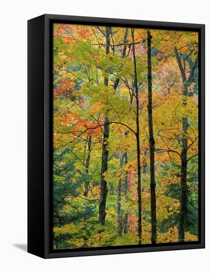 Northern Hardwood Forest in Fall, Green Mountain National Forest, Vermont, USA-Jerry & Marcy Monkman-Framed Premier Image Canvas