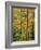 Northern Hardwood Forest in Fall, Green Mountain National Forest, Vermont, USA-Jerry & Marcy Monkman-Framed Photographic Print