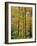 Northern Hardwood Forest in Fall, Green Mountain National Forest, Vermont, USA-Jerry & Marcy Monkman-Framed Photographic Print