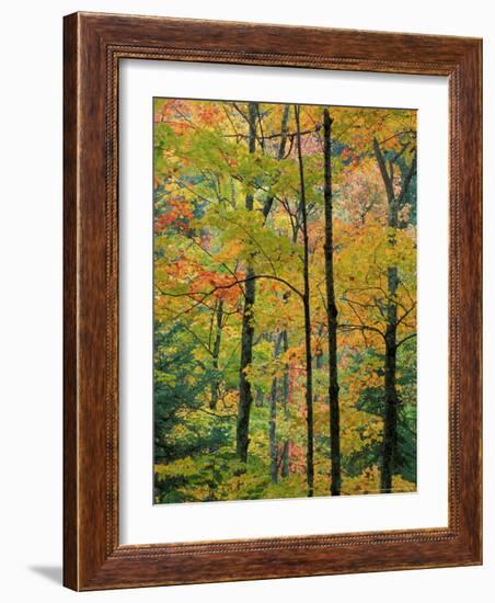 Northern Hardwood Forest in Fall, Green Mountain National Forest, Vermont, USA-Jerry & Marcy Monkman-Framed Photographic Print