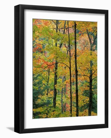 Northern Hardwood Forest in Fall, Green Mountain National Forest, Vermont, USA-Jerry & Marcy Monkman-Framed Photographic Print