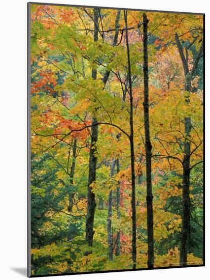 Northern Hardwood Forest in Fall, Green Mountain National Forest, Vermont, USA-Jerry & Marcy Monkman-Mounted Photographic Print