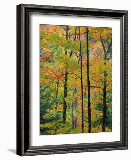 Northern Hardwood Forest in Fall, Green Mountain National Forest, Vermont, USA-Jerry & Marcy Monkman-Framed Photographic Print