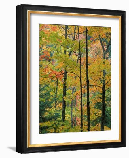 Northern Hardwood Forest in Fall, Green Mountain National Forest, Vermont, USA-Jerry & Marcy Monkman-Framed Photographic Print