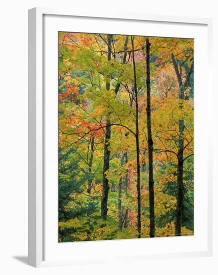 Northern Hardwood Forest in Fall, Green Mountain National Forest, Vermont, USA-Jerry & Marcy Monkman-Framed Photographic Print