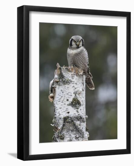 Northern hawk-owl resting on tree stump, Finland-Jussi Murtosaari-Framed Photographic Print