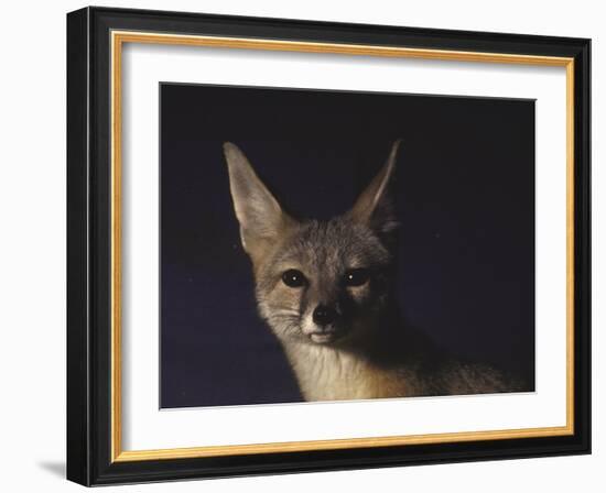 Northern Kit Fox Shown in Captivity, None May Exist in the Wild, Vanishing Species-Nina Leen-Framed Photographic Print