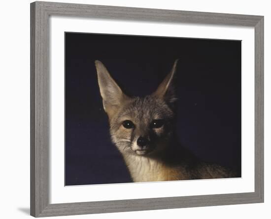 Northern Kit Fox Shown in Captivity, None May Exist in the Wild, Vanishing Species-Nina Leen-Framed Photographic Print