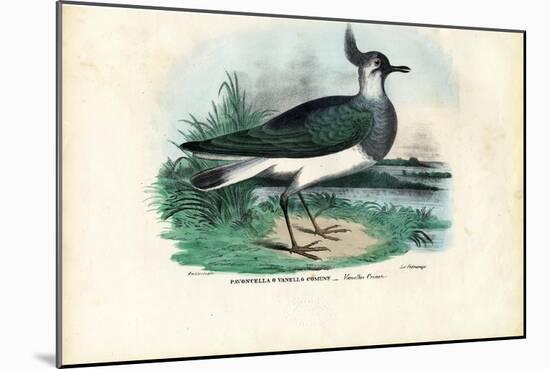 Northern Lapwing, 1863-79-Raimundo Petraroja-Mounted Giclee Print