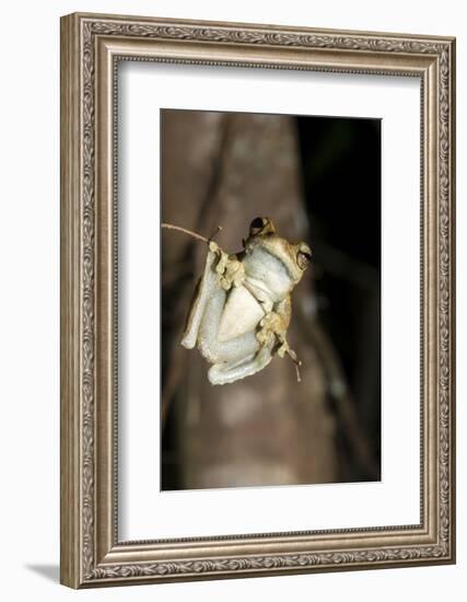 Northern Laughing Tree Frog (Roth's Tree Frog) (Litoria Rothii)-Louise Murray-Framed Photographic Print