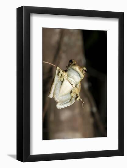 Northern Laughing Tree Frog (Roth's Tree Frog) (Litoria Rothii)-Louise Murray-Framed Photographic Print