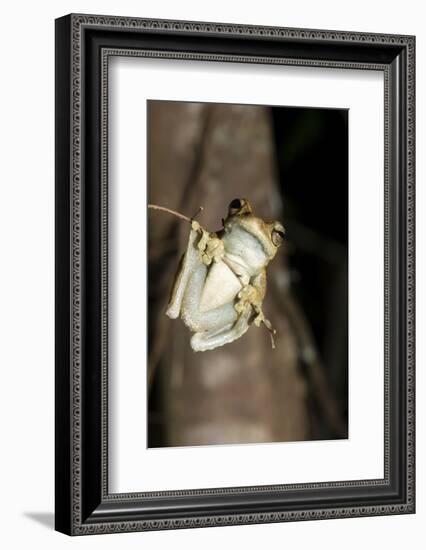 Northern Laughing Tree Frog (Roth's Tree Frog) (Litoria Rothii)-Louise Murray-Framed Photographic Print