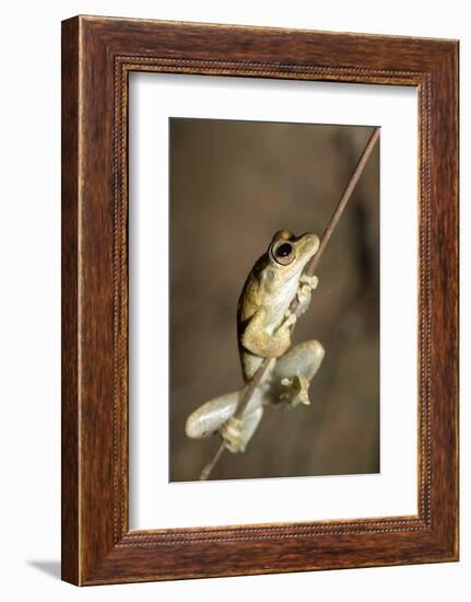 Northern Laughing Tree Frog (Roth's Tree Frog) (Litoria Rothii)-Louise Murray-Framed Photographic Print