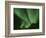 Northern Lights, Arctic National Wildlife Refuge, Alaska USA-Steve Kazlowski-Framed Photographic Print