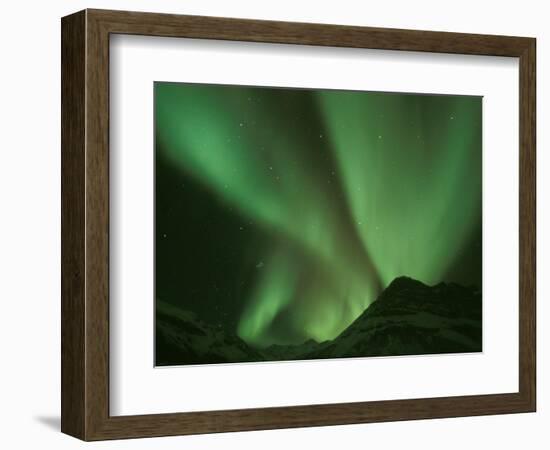 Northern Lights, Arctic National Wildlife Refuge, Alaska USA-Steve Kazlowski-Framed Photographic Print