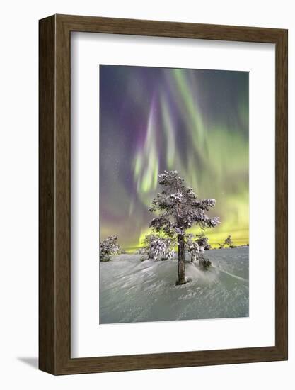 Northern Lights (Aurora Borealis) and starry sky on the frozen tree in the snowy woods, Levi, Sirkk-Roberto Moiola-Framed Photographic Print