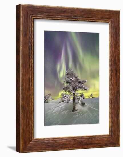 Northern Lights (Aurora Borealis) and starry sky on the frozen tree in the snowy woods, Levi, Sirkk-Roberto Moiola-Framed Photographic Print