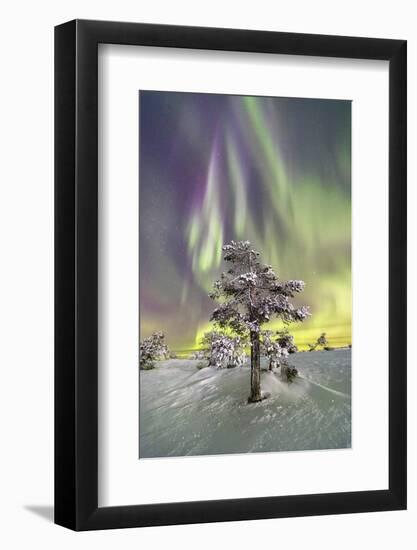 Northern Lights (Aurora Borealis) and starry sky on the frozen tree in the snowy woods, Levi, Sirkk-Roberto Moiola-Framed Photographic Print