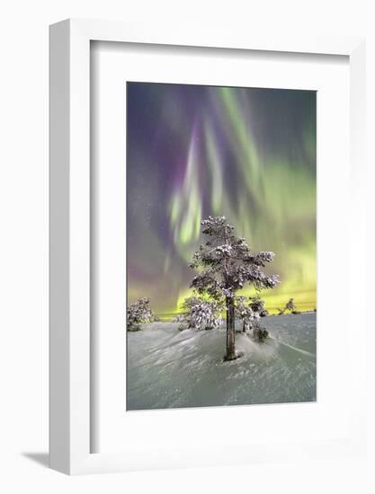 Northern Lights (Aurora Borealis) and starry sky on the frozen tree in the snowy woods, Levi, Sirkk-Roberto Moiola-Framed Photographic Print