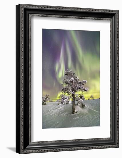 Northern Lights (Aurora Borealis) and starry sky on the frozen tree in the snowy woods, Levi, Sirkk-Roberto Moiola-Framed Photographic Print