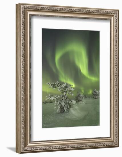 Northern Lights (Aurora Borealis) on the frozen tree in the snowy woods, Levi, Sirkka, Kittila, Lap-Roberto Moiola-Framed Photographic Print