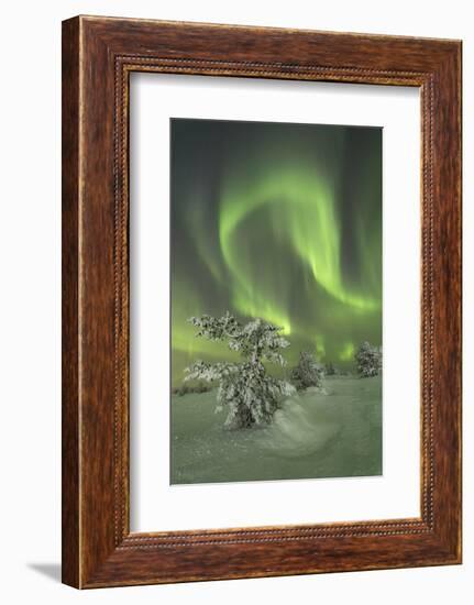 Northern Lights (Aurora Borealis) on the frozen tree in the snowy woods, Levi, Sirkka, Kittila, Lap-Roberto Moiola-Framed Photographic Print