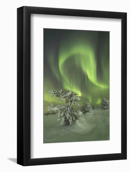Northern Lights (Aurora Borealis) on the frozen tree in the snowy woods, Levi, Sirkka, Kittila, Lap-Roberto Moiola-Framed Photographic Print