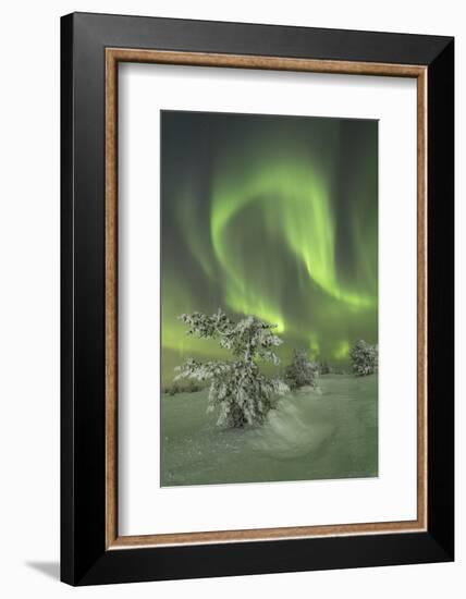 Northern Lights (Aurora Borealis) on the frozen tree in the snowy woods, Levi, Sirkka, Kittila, Lap-Roberto Moiola-Framed Photographic Print