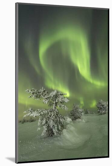 Northern Lights (Aurora Borealis) on the frozen tree in the snowy woods, Levi, Sirkka, Kittila, Lap-Roberto Moiola-Mounted Photographic Print