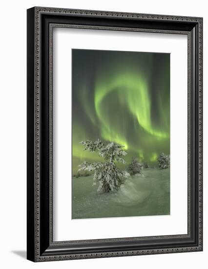 Northern Lights (Aurora Borealis) on the frozen tree in the snowy woods, Levi, Sirkka, Kittila, Lap-Roberto Moiola-Framed Photographic Print