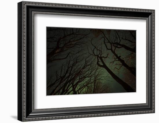 Northern Lights in Forest in Iceland-Niki Haselwanter-Framed Photographic Print