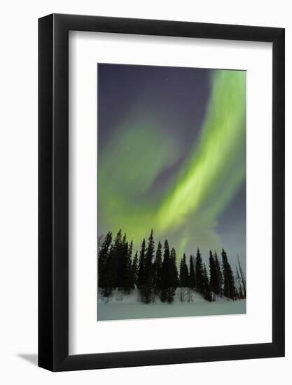 Northern Lights in Winter, Aurora Borealis, PyhŠ-Luosto National Park, Luosto, Lapland, Finland-P. Kaczynski-Framed Photographic Print