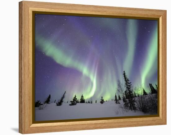 Northern Lights Northwest Territories, March 2008, Canada-Eric Baccega-Framed Premier Image Canvas