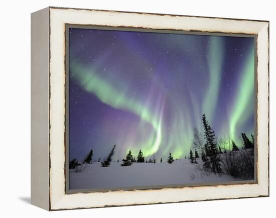 Northern Lights Northwest Territories, March 2008, Canada-Eric Baccega-Framed Premier Image Canvas