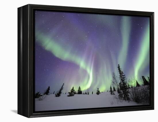 Northern Lights Northwest Territories, March 2008, Canada-Eric Baccega-Framed Premier Image Canvas