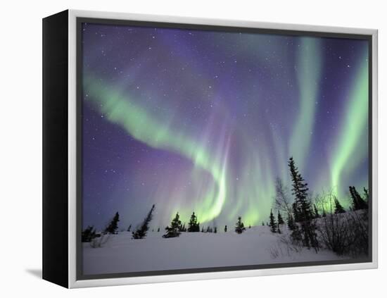 Northern Lights Northwest Territories, March 2008, Canada-Eric Baccega-Framed Premier Image Canvas