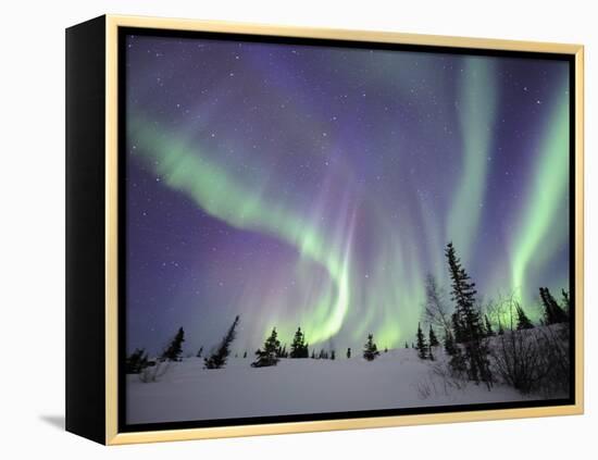 Northern Lights Northwest Territories, March 2008, Canada-Eric Baccega-Framed Premier Image Canvas