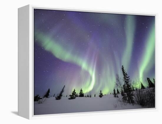 Northern Lights Northwest Territories, March 2008, Canada-Eric Baccega-Framed Premier Image Canvas