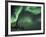 Northern Lights Northwest Territories, March 2008, Canada-Eric Baccega-Framed Photographic Print