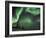 Northern Lights Northwest Territories, March 2008, Canada-Eric Baccega-Framed Photographic Print