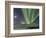 Northern Lights, White Mountain National Recreation Area, Alaska, USA-Hugh Rose-Framed Photographic Print