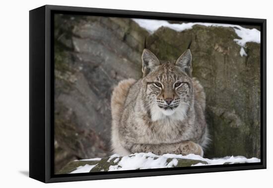 Northern Lynx (Lynx Lynx Lynx), Captive, Highland Wildlife Park, Kingussie, Scotland, U.K.-Ann & Steve Toon-Framed Premier Image Canvas