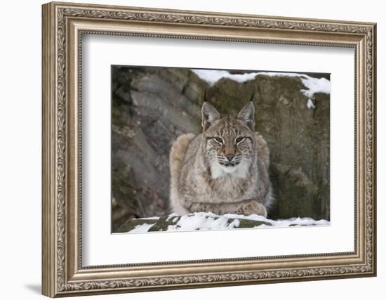 Northern Lynx (Lynx Lynx Lynx), Captive, Highland Wildlife Park, Kingussie, Scotland, U.K.-Ann & Steve Toon-Framed Photographic Print