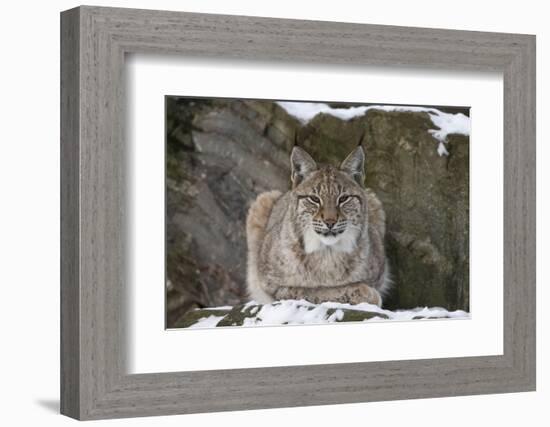Northern Lynx (Lynx Lynx Lynx), Captive, Highland Wildlife Park, Kingussie, Scotland, U.K.-Ann & Steve Toon-Framed Photographic Print