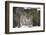 Northern Lynx (Lynx Lynx Lynx), Captive, Highland Wildlife Park, Kingussie, Scotland, U.K.-Ann & Steve Toon-Framed Photographic Print