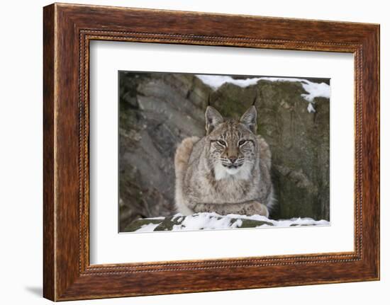 Northern Lynx (Lynx Lynx Lynx), Captive, Highland Wildlife Park, Kingussie, Scotland, U.K.-Ann & Steve Toon-Framed Photographic Print